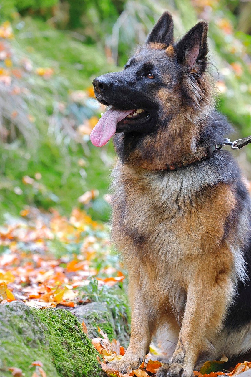 Introducing the Dog to the Child Gradually (image credits: pixabay)