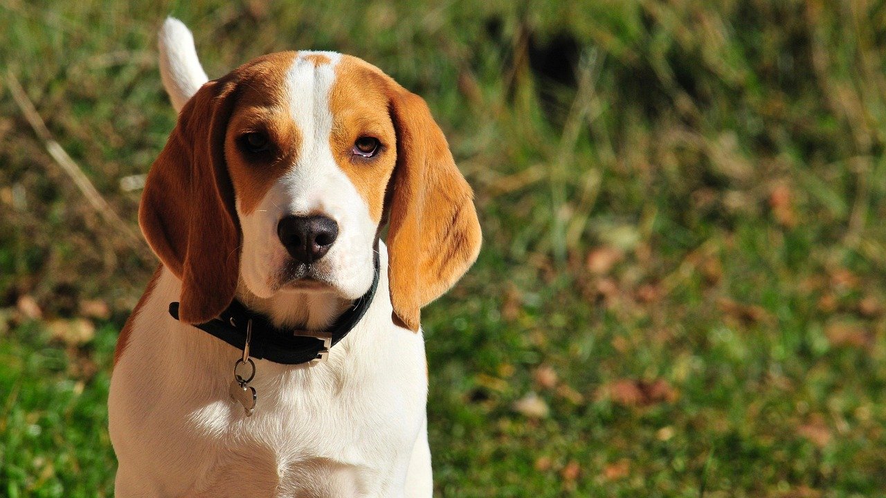 Understanding the Beagle's Nature (image credits: pixabay)