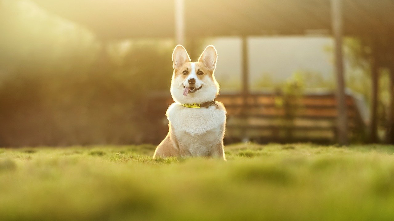 Willing to Groom Regularly (image credits: pixabay)