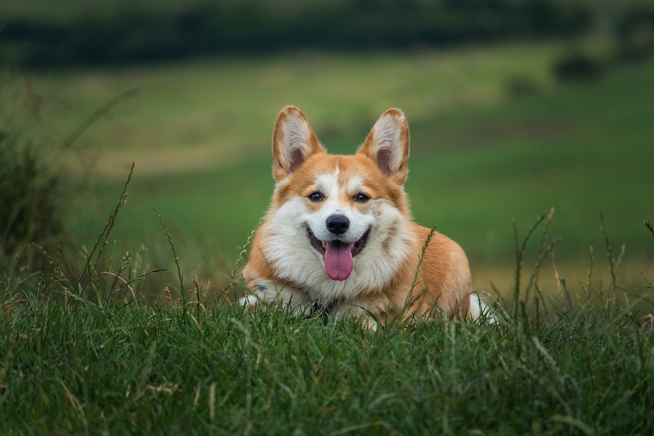 What Kind of Person Should Own a Corgi?