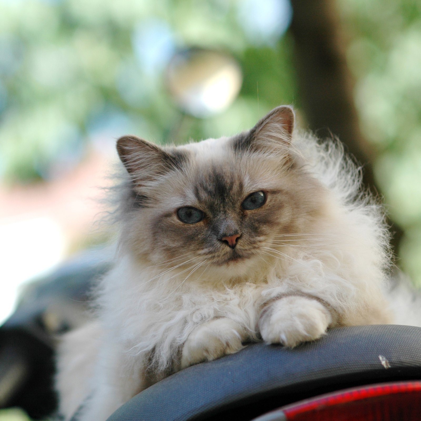 Birman: The Social Butterfly (image credits: wikimedia)