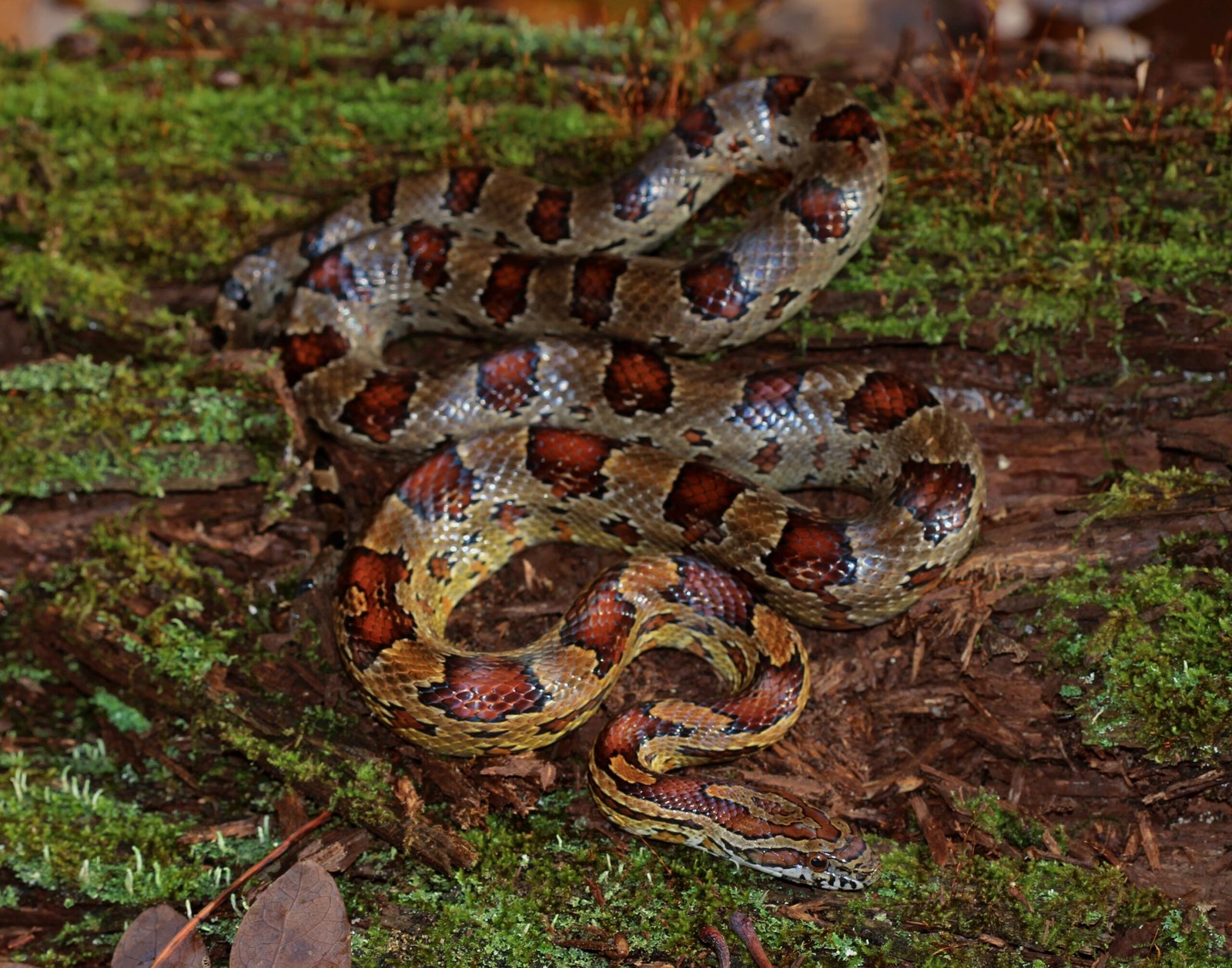 Breeding and Reproduction (image credits: wikimedia)