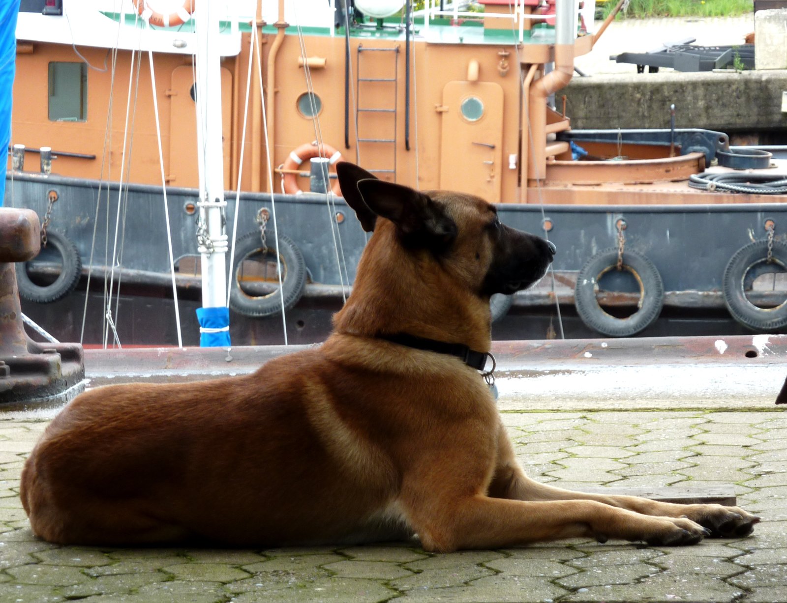 A Fearless Protector (image credits: wikimedia)