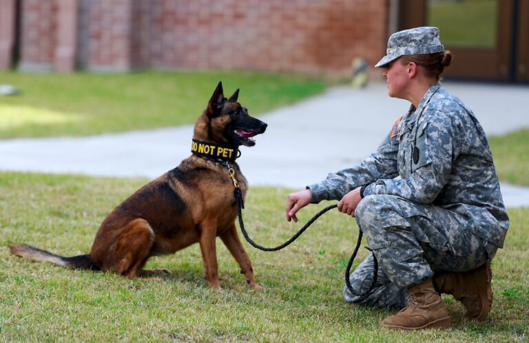 What Makes The Belgian Malinois The Perfect Military Dog