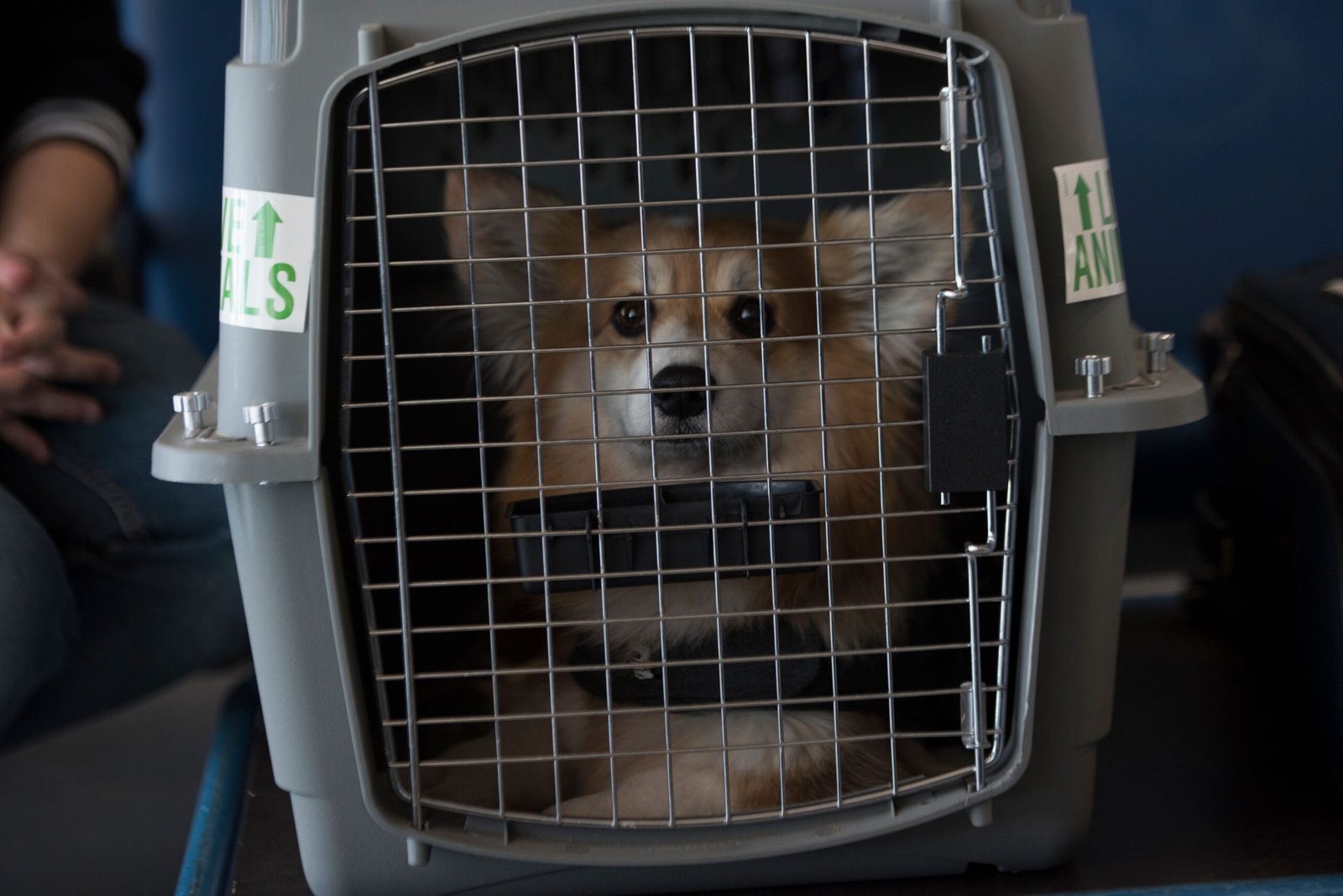 Traveling with a Crate: Safety and Comfort on the Go (image credits: wikimedia)