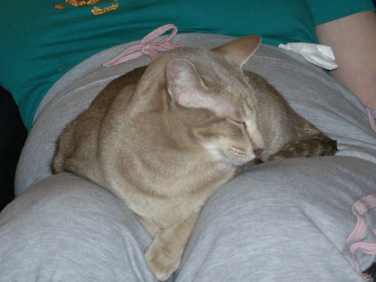 Lap Occupancy (image credits: wikimedia)