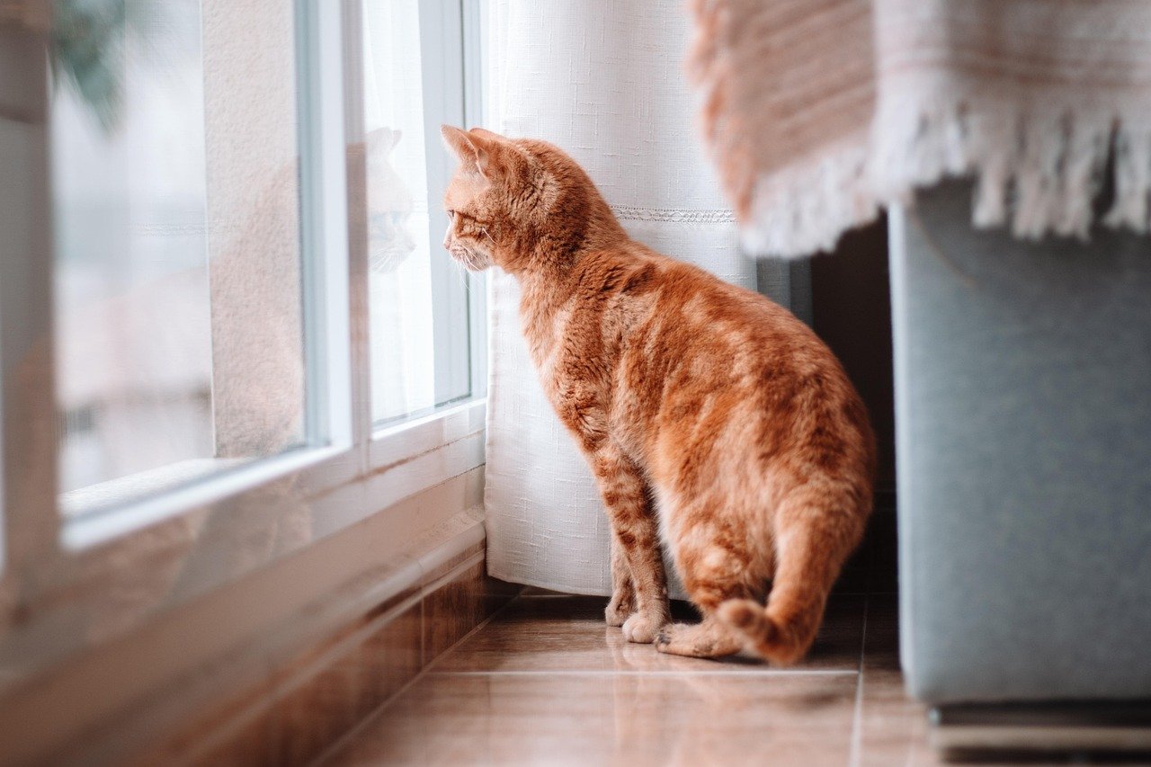 Greeting at the Door (image credits: pixabay)