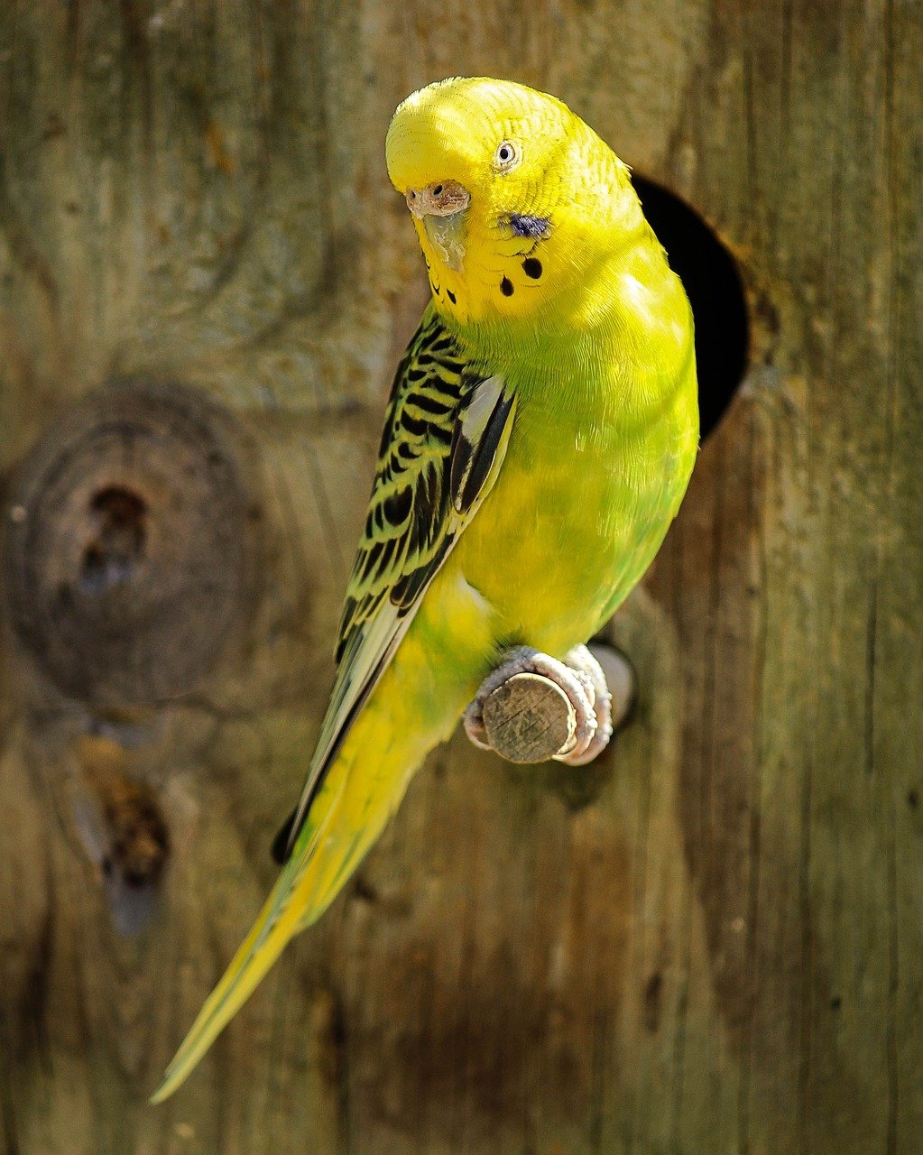 Parakeets: Feathered Friends (image credits: pixabay)