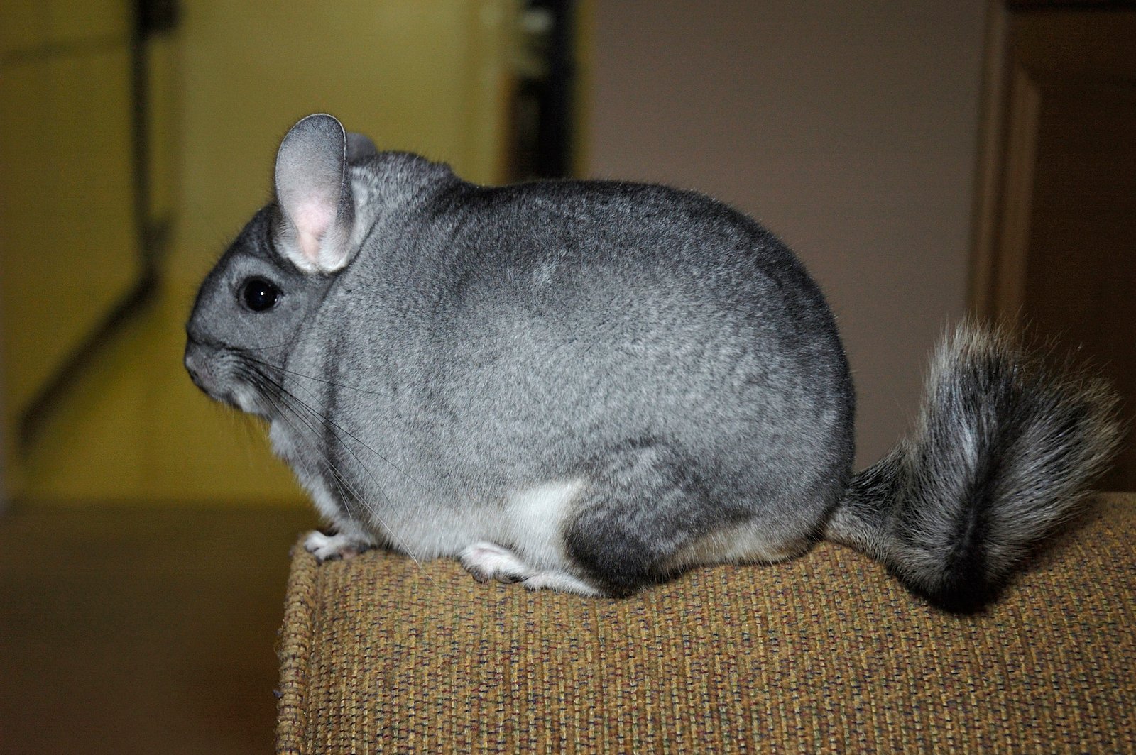 Chinchillas: Fluffy and Fun (image credits: wikimedia)