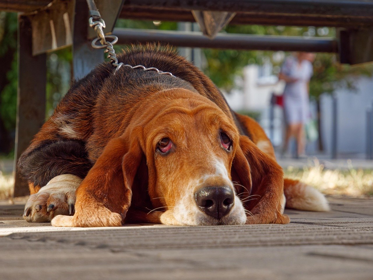 Bloodhound: The Tracking Expert (image credits: pixabay)