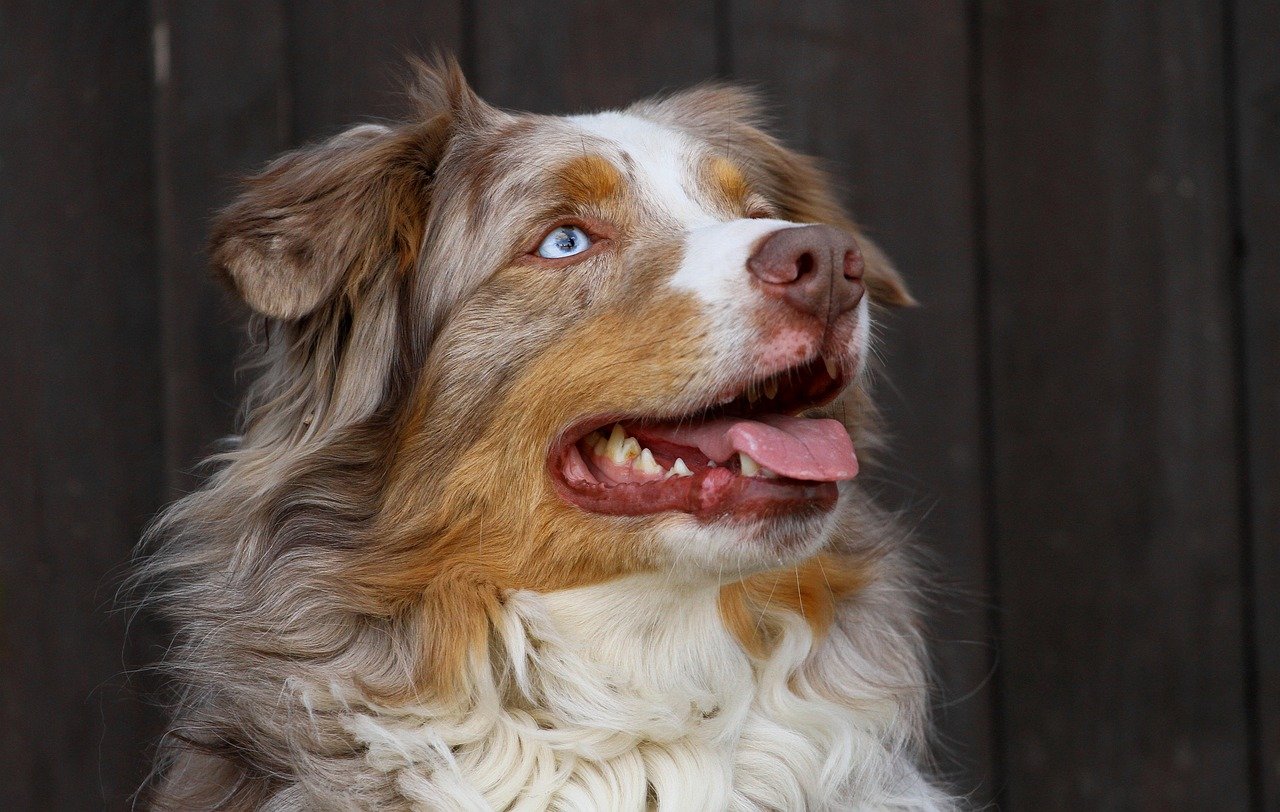 Australian Shepherd: The Versatile Sleuth (image credits: pixabay)