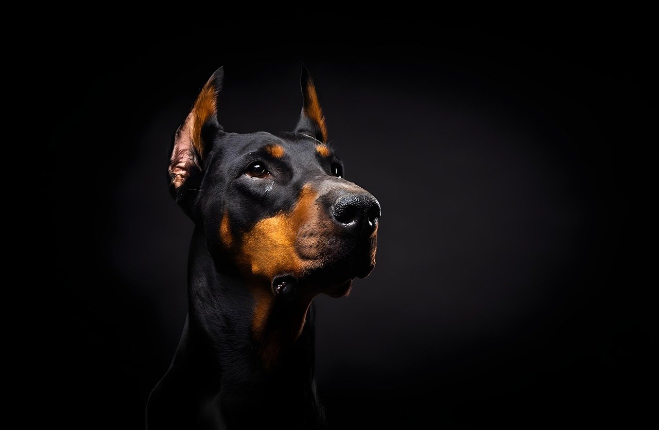 Alternatives to Breed Bans (image credits: pixabay)