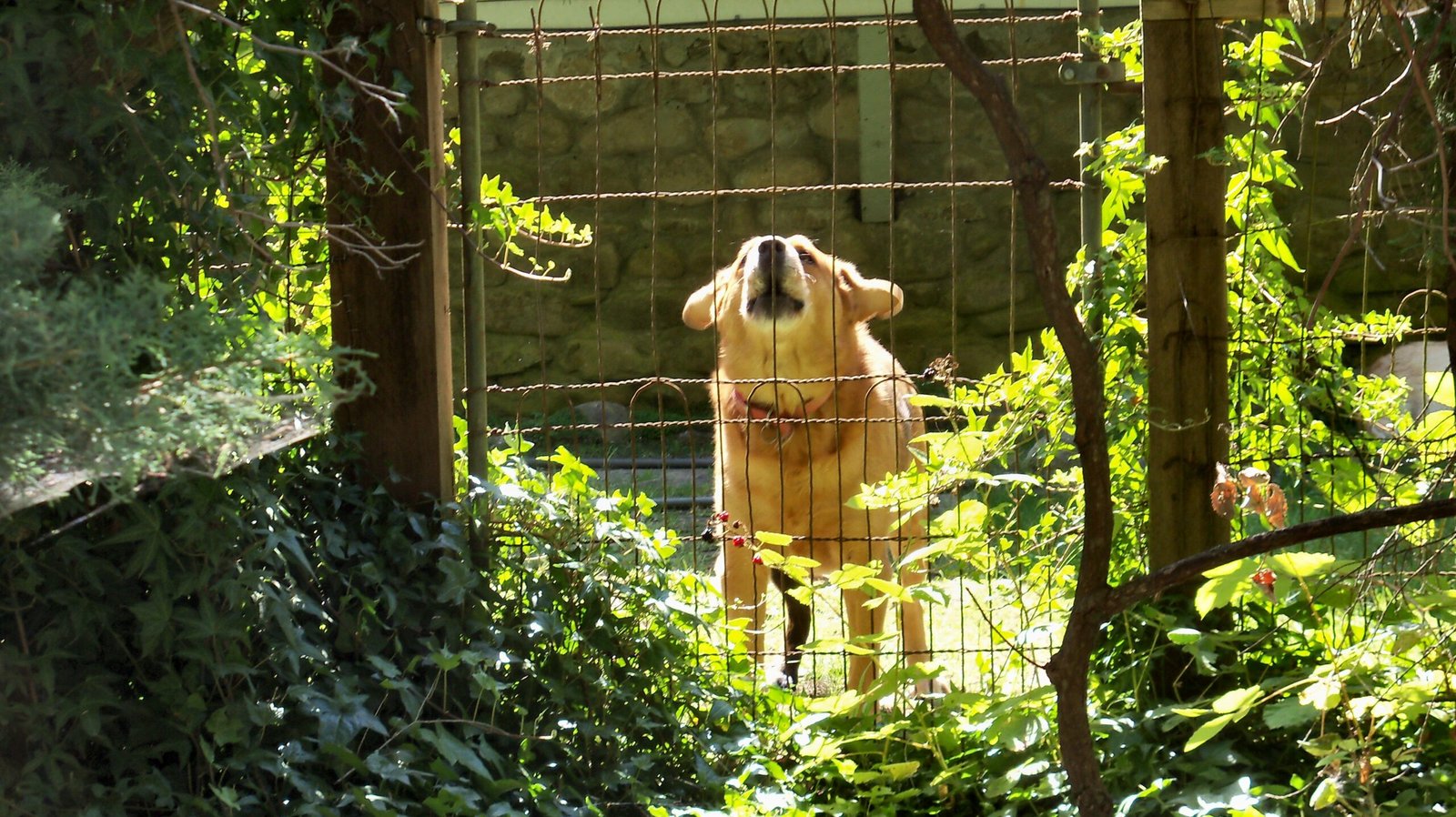 Excessive Barking (image credits: wikimedia)
