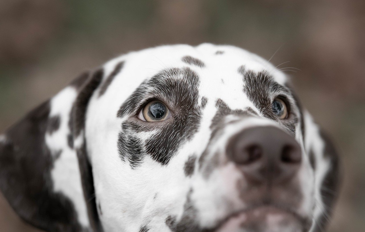 Whining or Whimpering (image credits: pixabay)