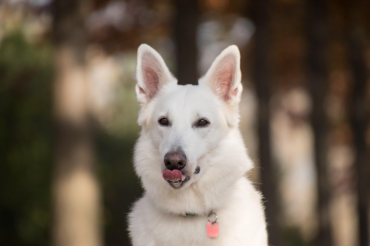 Excessive Licking or Chewing (image credits: pixabay)