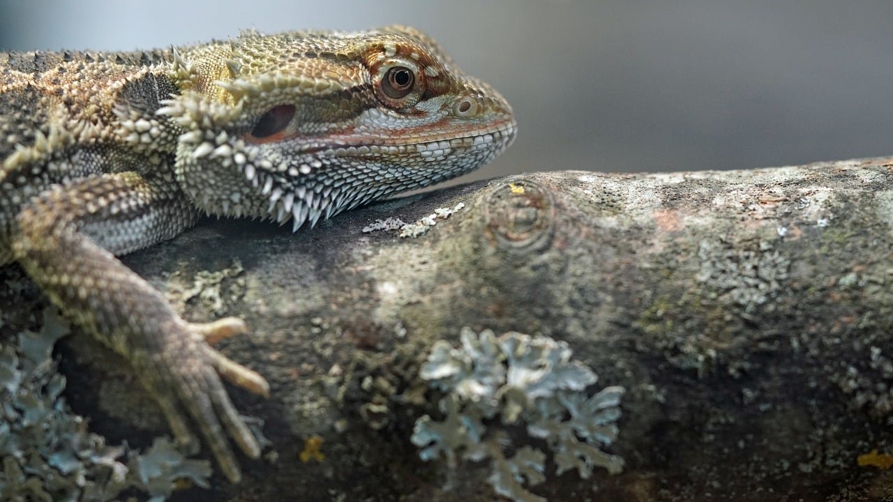 Creating a Comforting Habitat (image credits: pixabay)