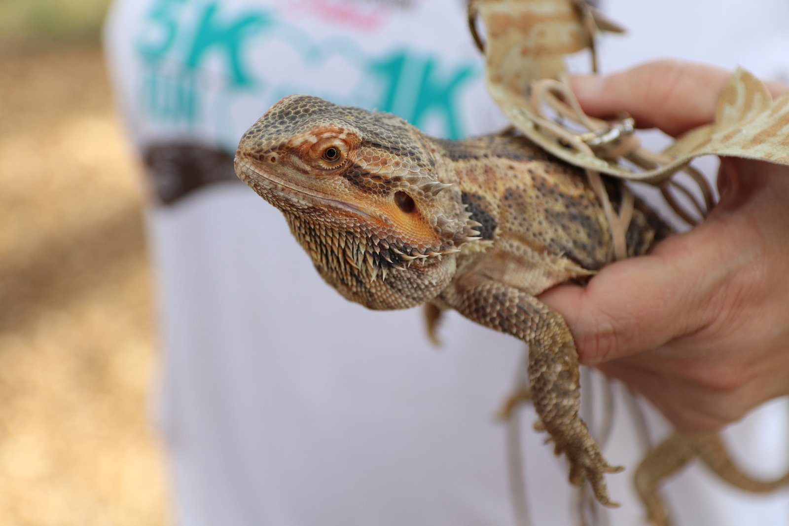 Regular Handling and Gentle Touch (image credits: wikimedia)