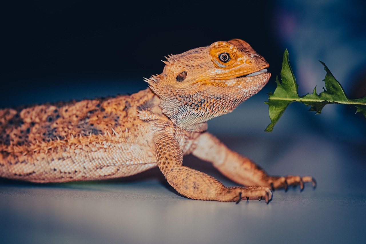 Feeding Them by Hand (image credits: pixabay)