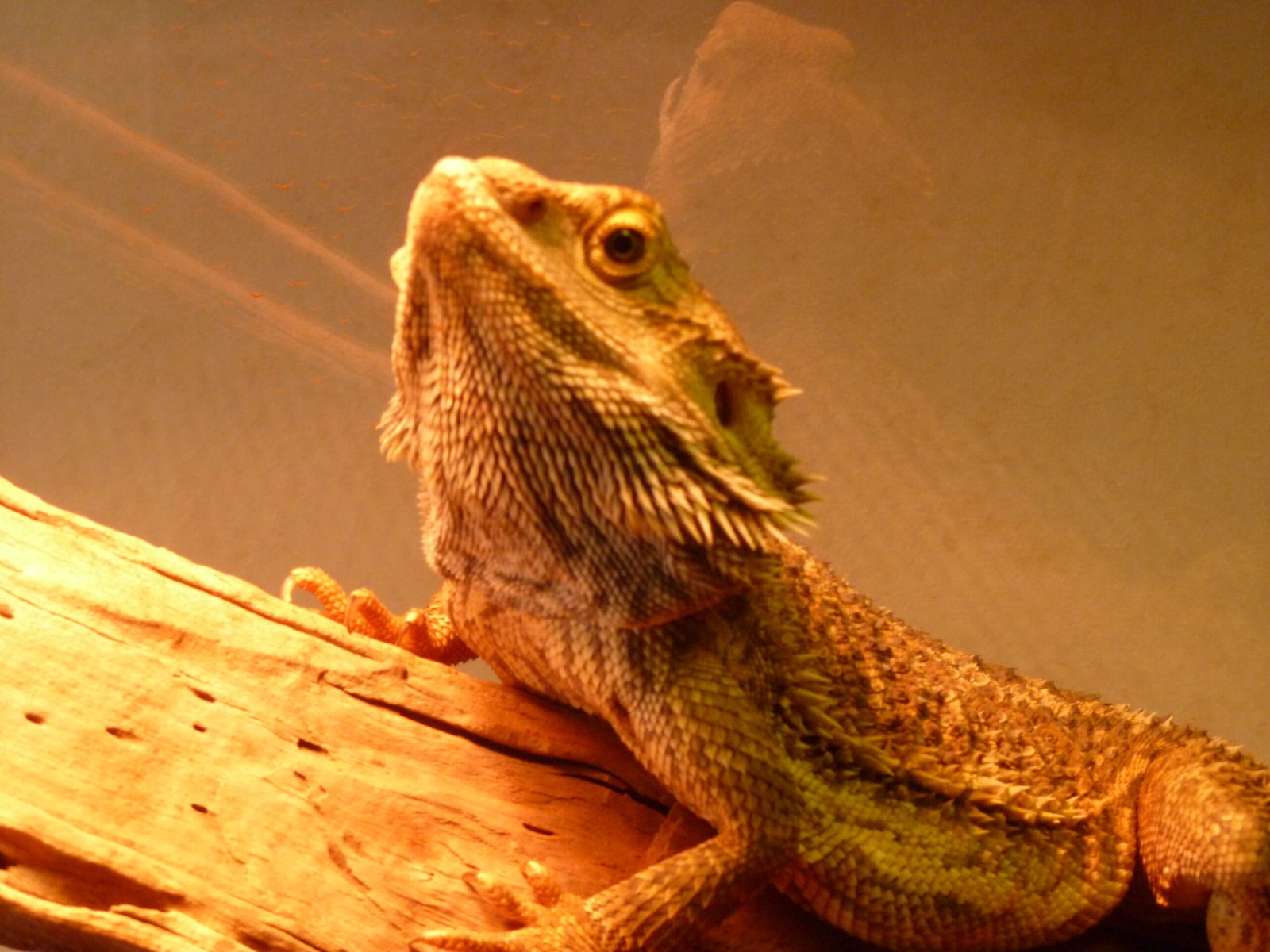 Talking to Your Dragon (image credits: wikimedia)