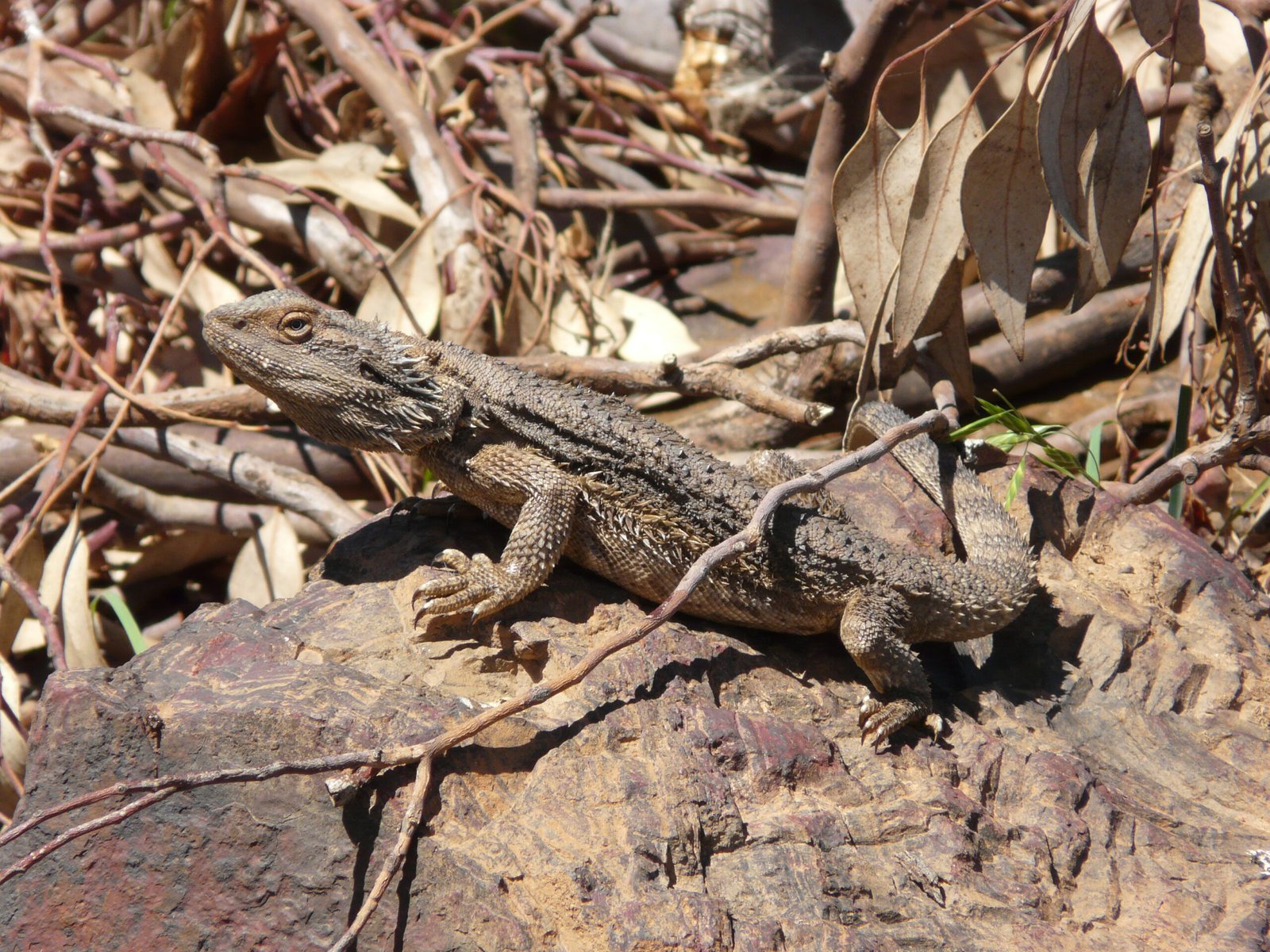 Providing Enrichment Activities (image credits: wikimedia)