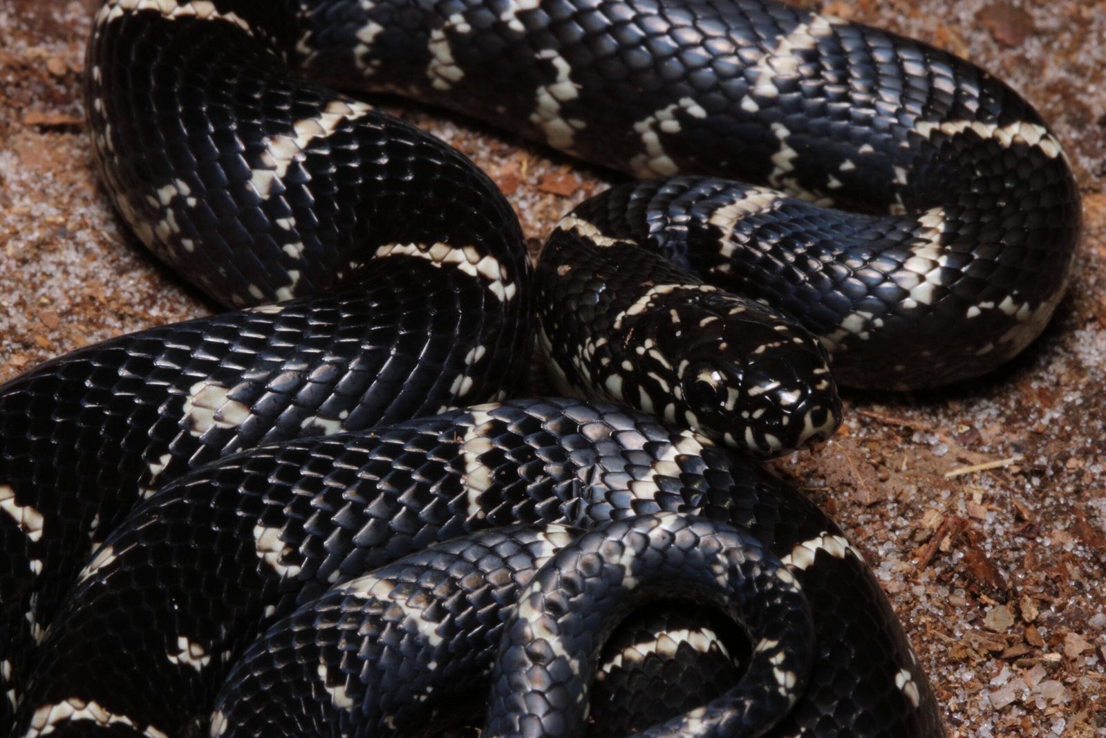 King Snake: The Vibrant Explorer (image credits: wikimedia)