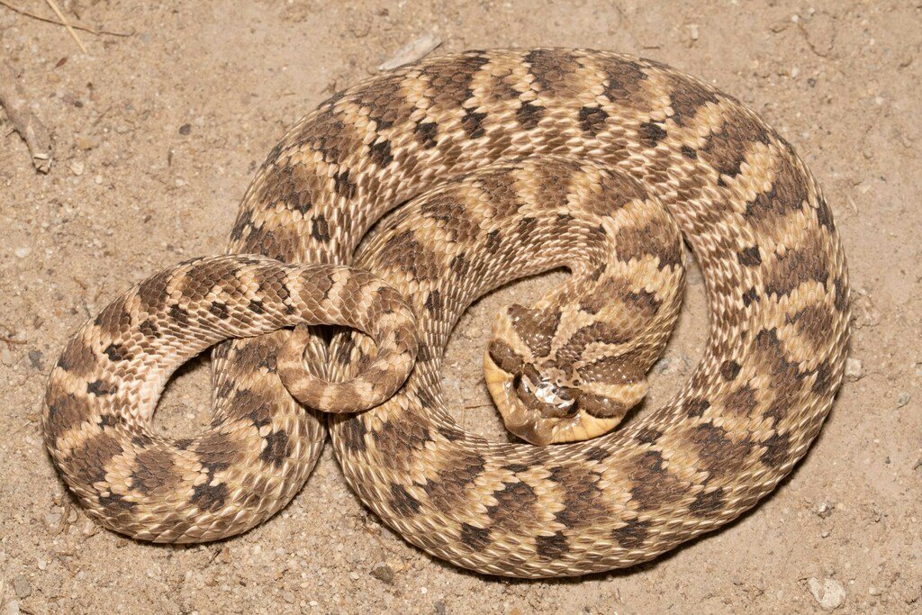 Hognose Snake: The Playful Pretender (image credits: wikimedia)
