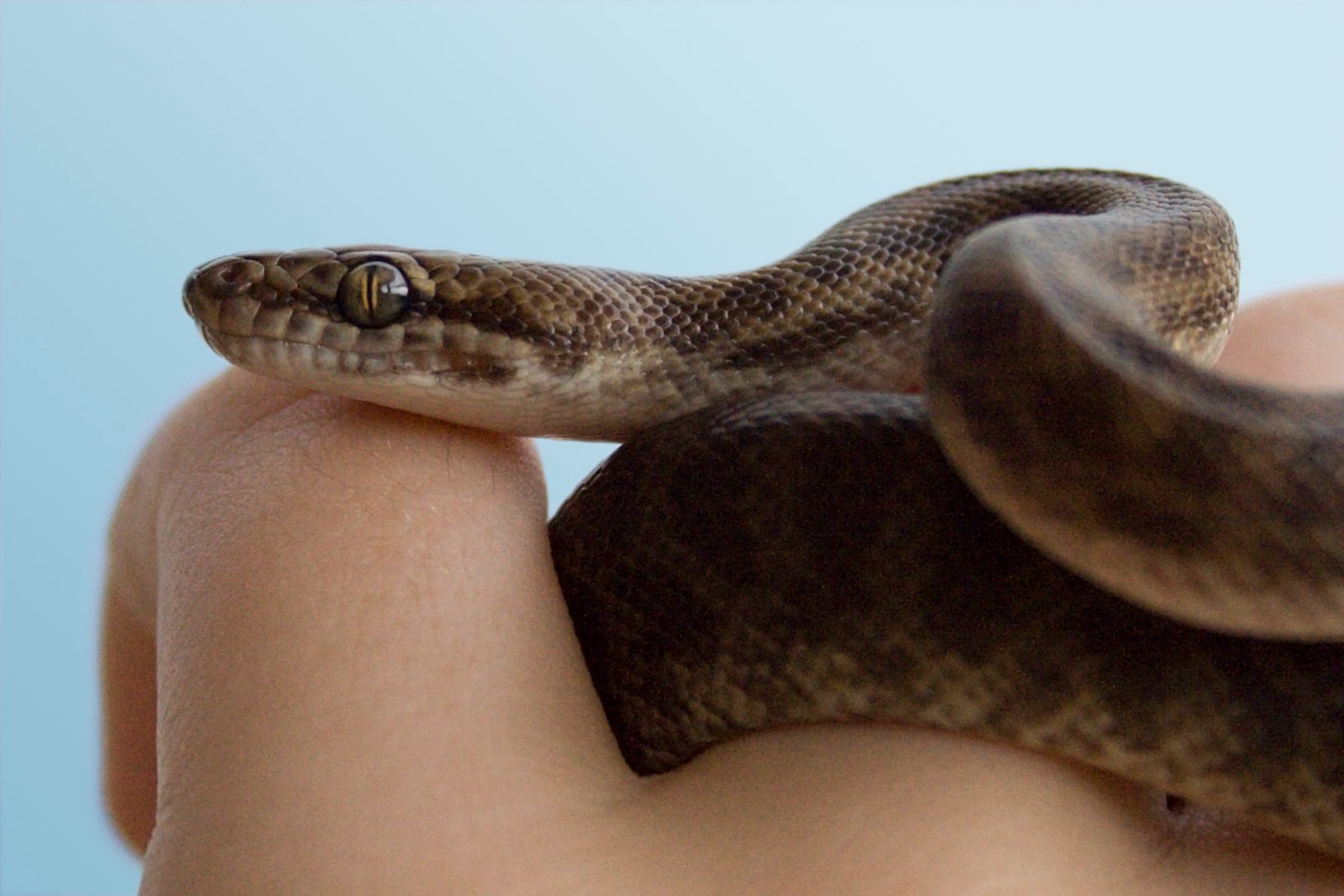 Children’s Python: The Petite Powerhouse (image credits: wikimedia)