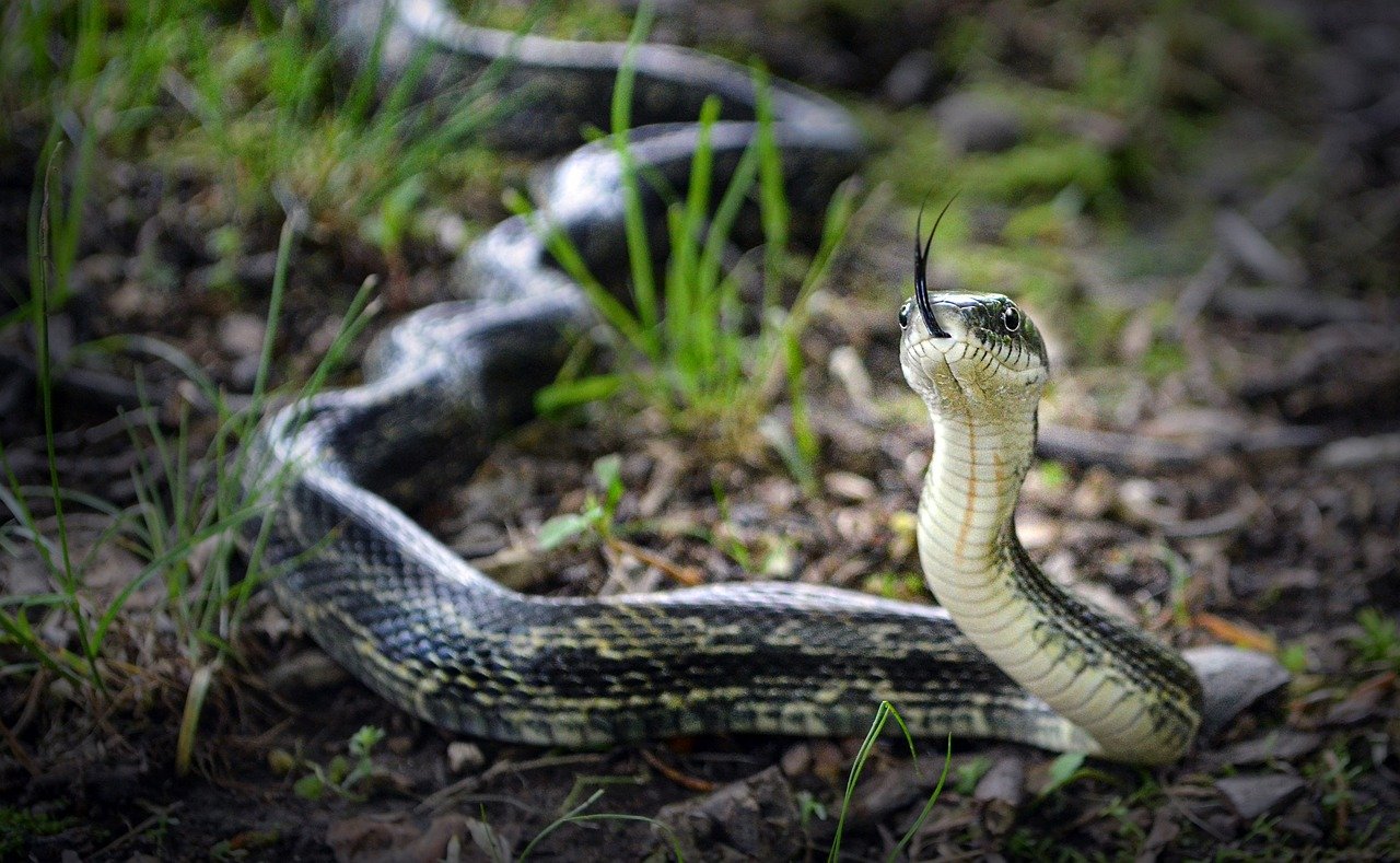 Rat Snake: The Resourceful Rodent Hunter (image credits: pixabay)