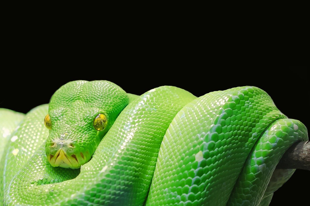 Green Tree Python: The Arboreal Artist (image credits: pixabay)