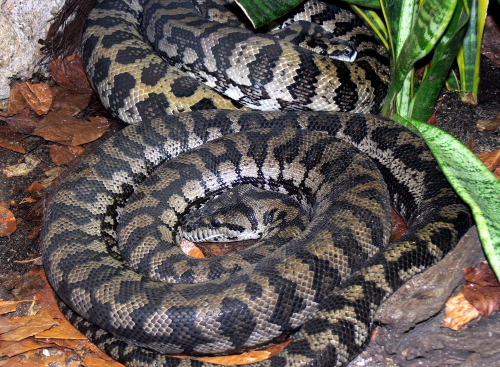 Carpet Python: The Patterned Performer (image credits: wikimedia)