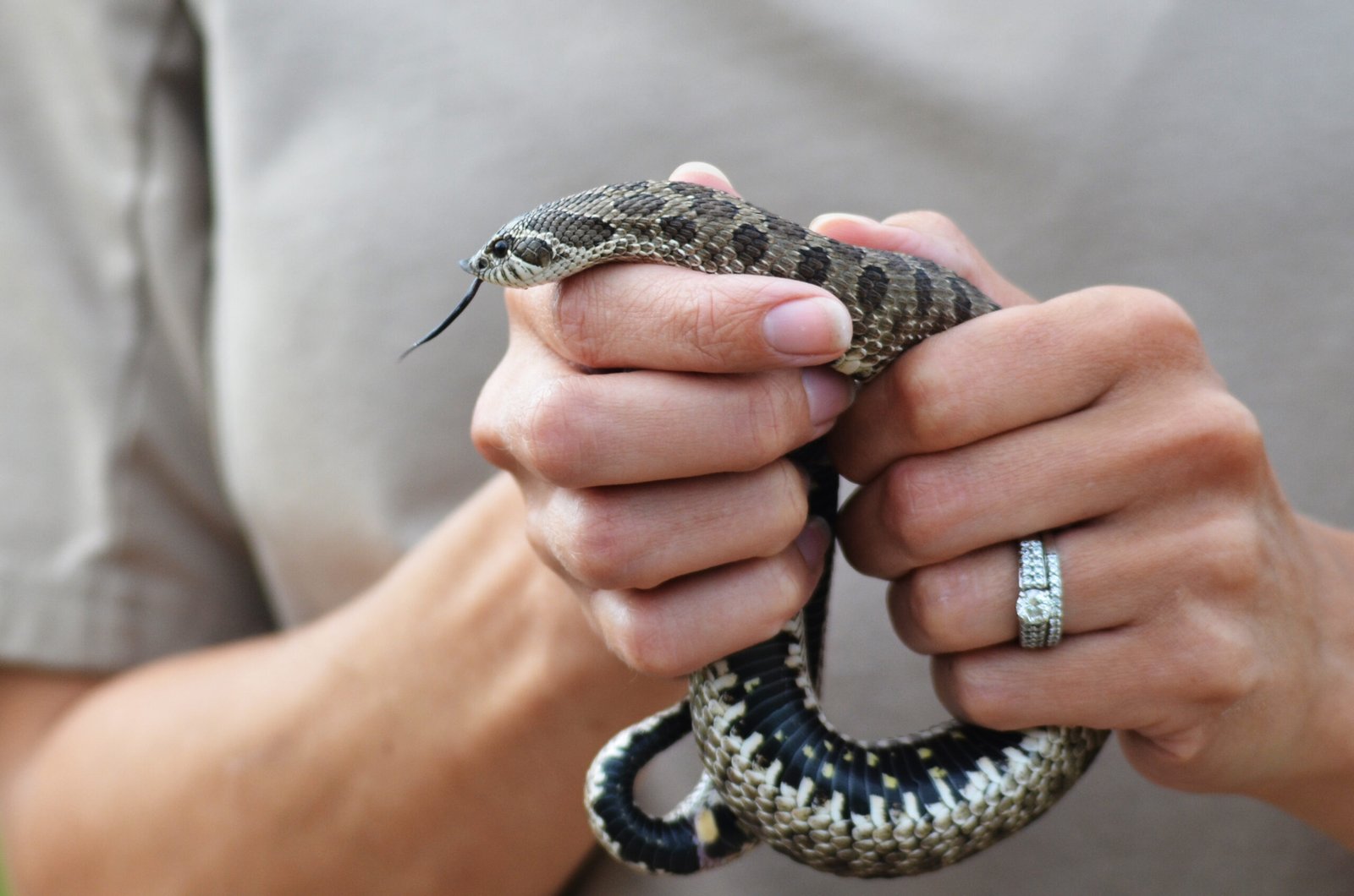 Western Hognose Snake: The Charming Chameleon (image credits: wikimedia)