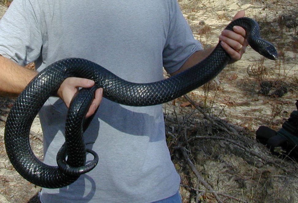 Eastern Indigo Snake: The Regal Rarity (image credits: wikimedia)
