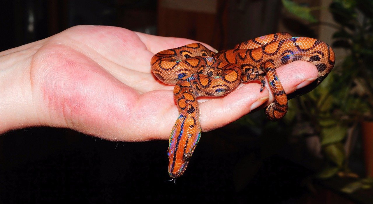 Rainbow Boa: The Iridescent Enigma (image credits: pixabay)