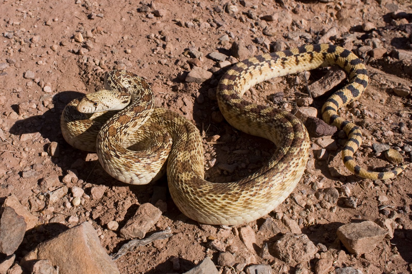 Gopher Snakes: The Intimidating Social Serpents (image credits: wikimedia)