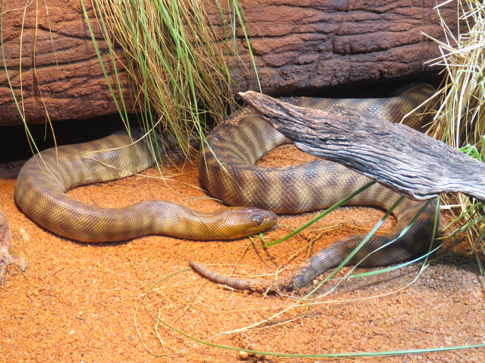 Woma Python: The Outback Original (image credits: wikimedia)
