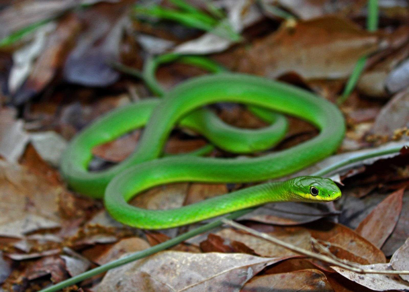 Rough Green Snake: The Lively Leaf Mimic (image credits: wikimedia)