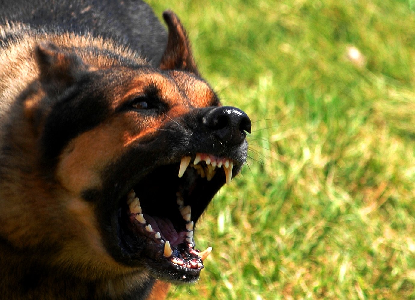 Sudden Aggression: Is Your Dog Trying to Tell You Something? (image credits: wikimedia)