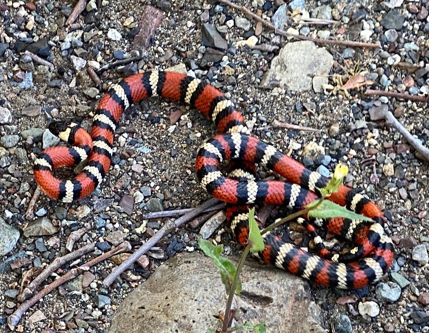 Stunning Color Variations (image credits: wikimedia)