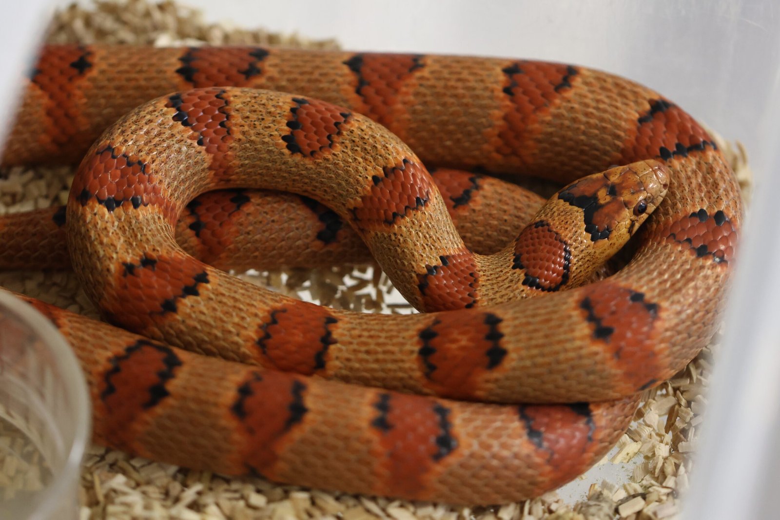 Constrictors Extraordinaire (image credits: wikimedia)
