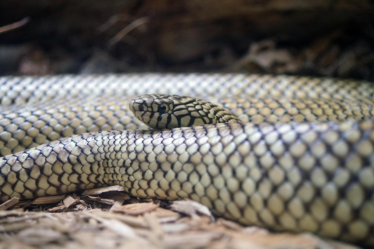 Brumation: The Winter Sleep (image credits: pixabay)