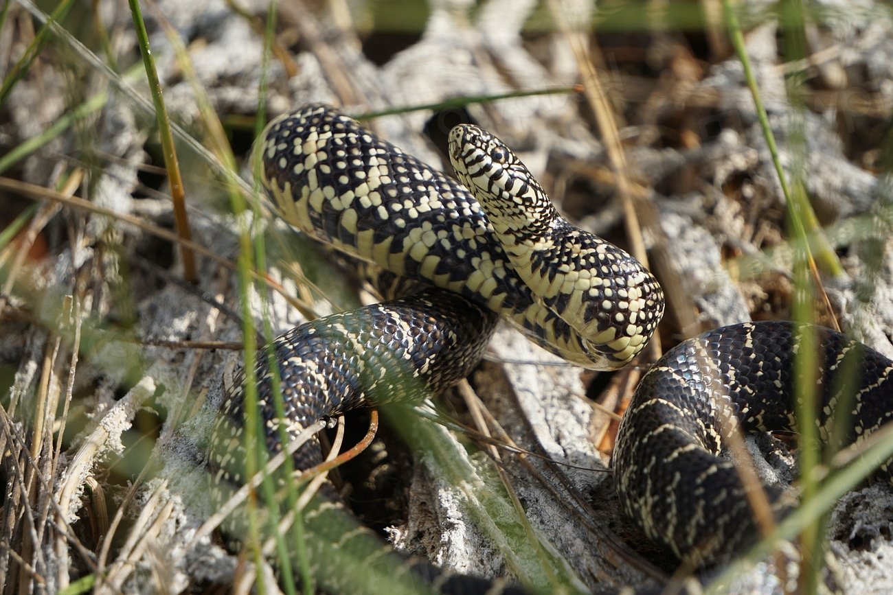 Natural Pest Controllers (image credits: rawpixel)