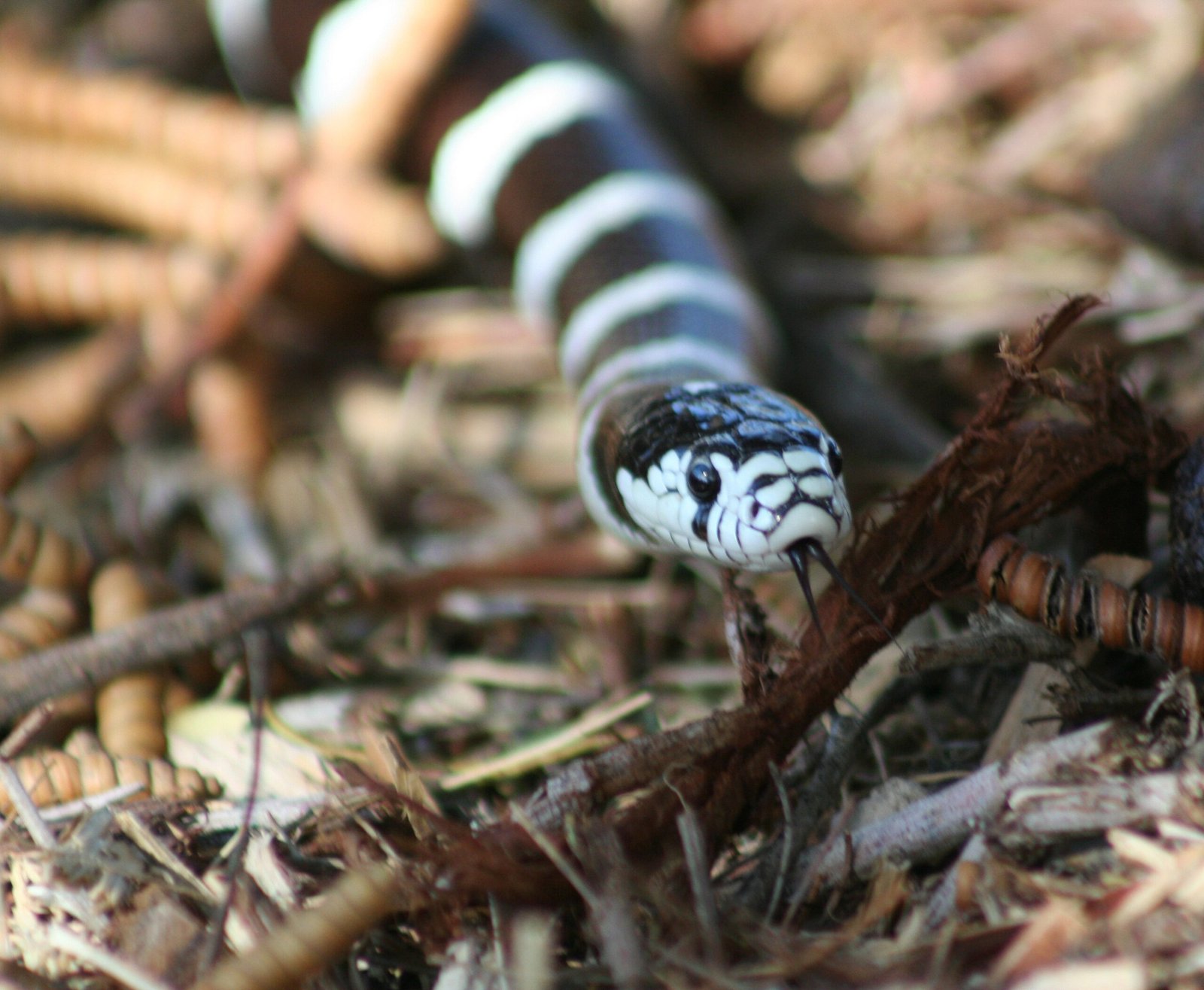 Curiosity and Intelligence (image credits: wikimedia)