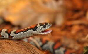 14 Interesting Facts About Kingsnakes
