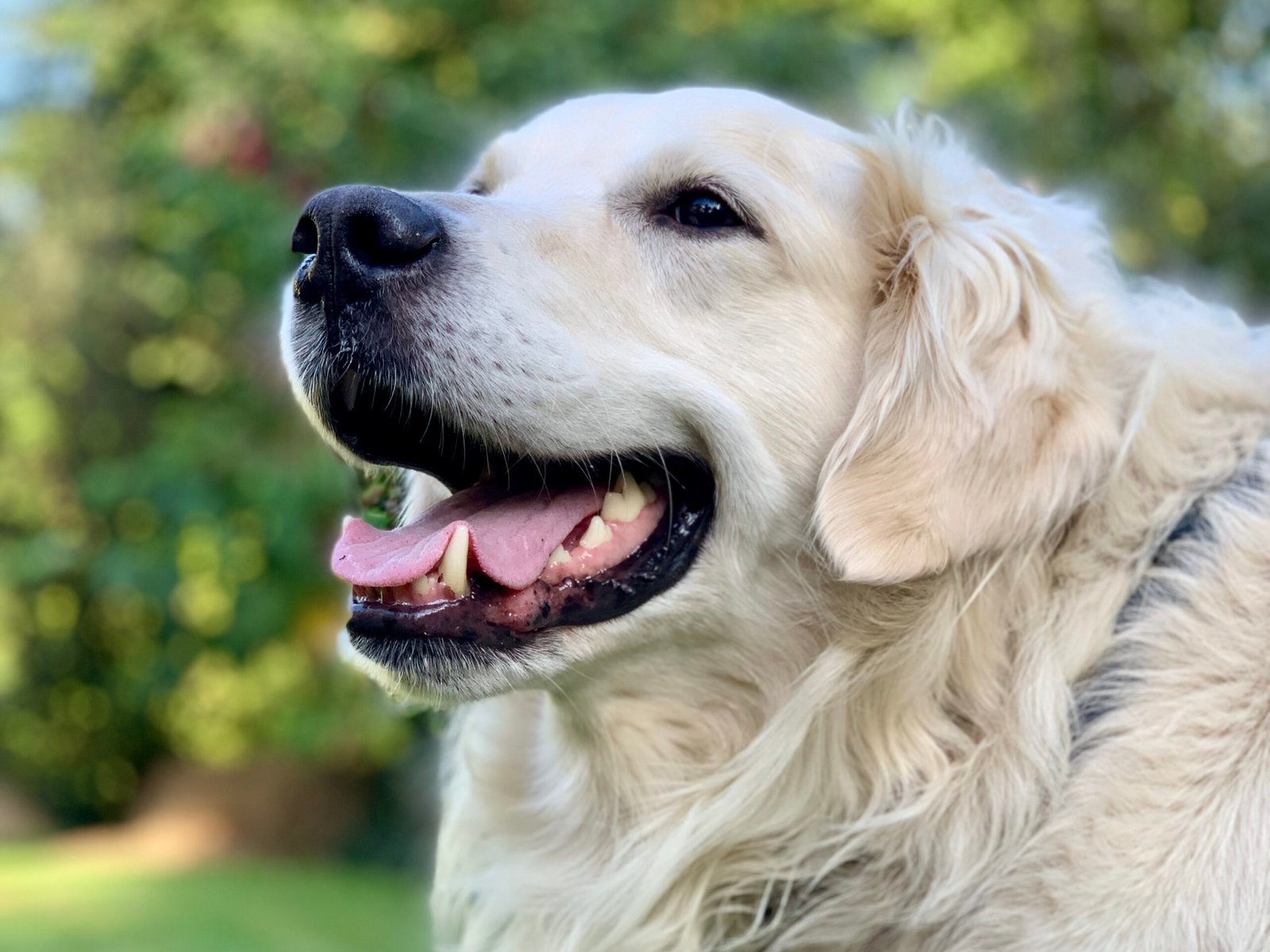 Golden Retriever: The Gentle Giant (image credits: wikimedia)
