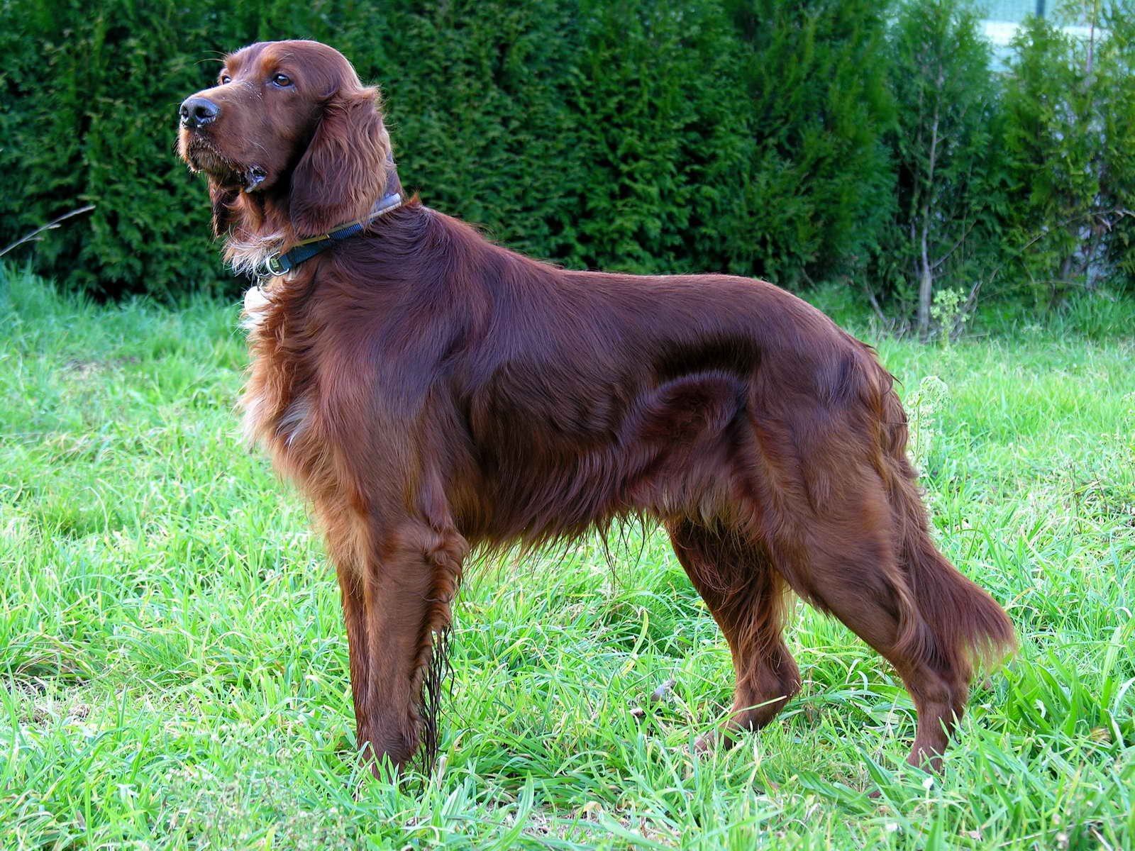 Irish Setter: The Spirited Friend (image credits: wikimedia)