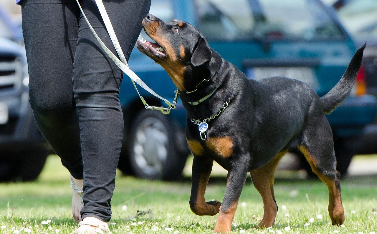 Training a Rottweiler: Tips and Tricks (image credits: pixabay)