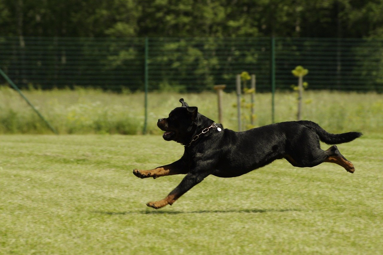 Exercise Needs of a Rottweiler (image credits: pixabay)