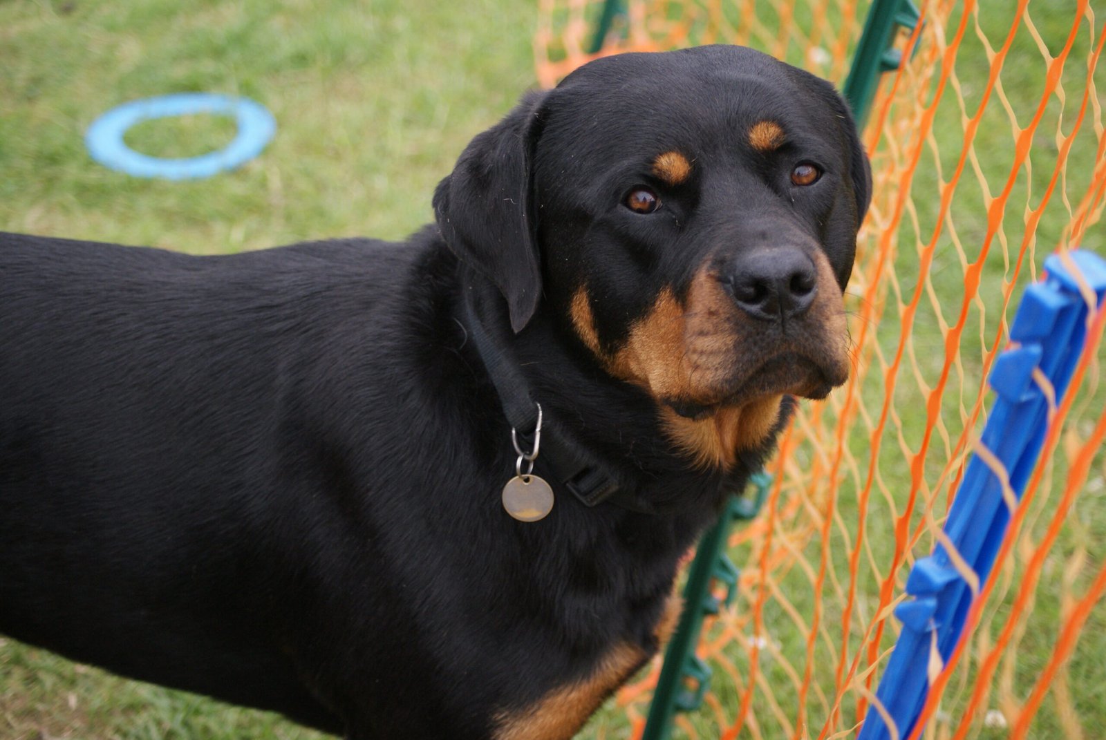 Rottweilers and Family Life (image credits: wikimedia)