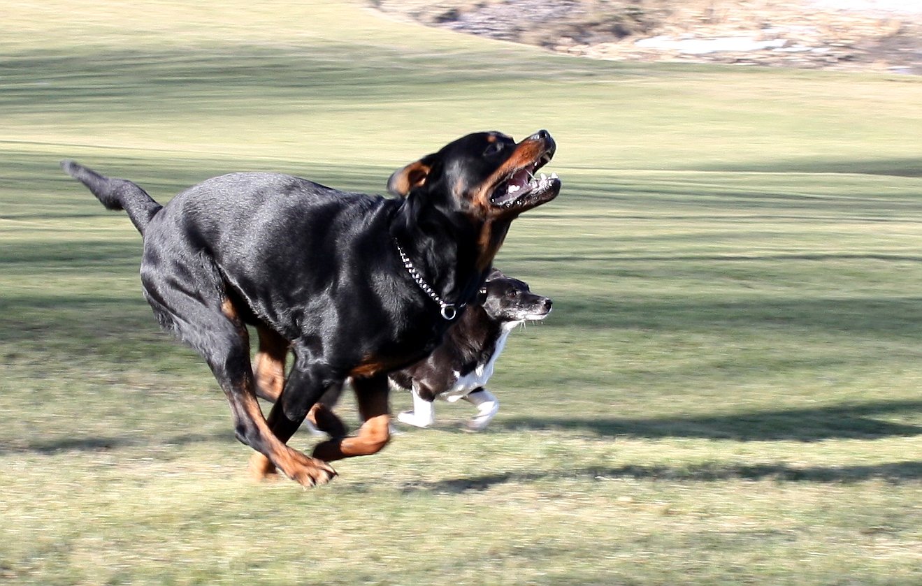 Rottweilers and Other Pets (image credits: wikimedia)