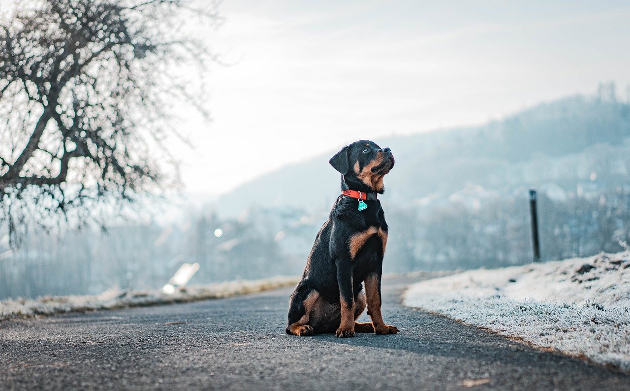 The Cost of Owning a Rottweiler (image credits: pixabay)